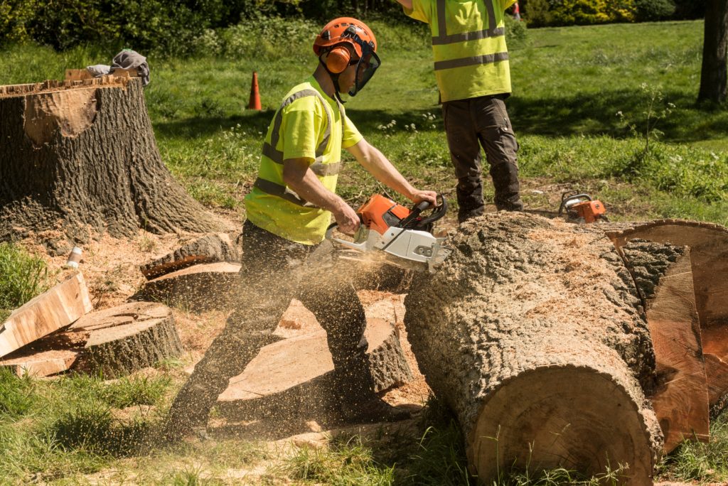 tree removal service